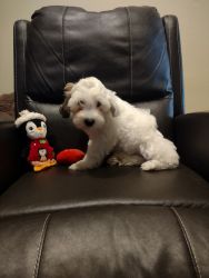 Three male Maltipoo puppies rehoming