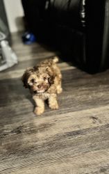 Male toy Maltipoo