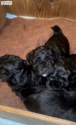 Maltipoos puppies for sell