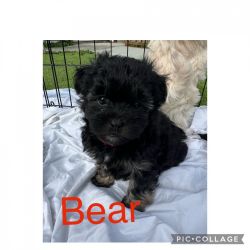 Maltipoo available