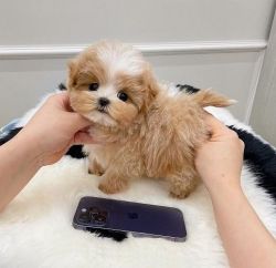 Available Lovely Maltipoo Puppies
