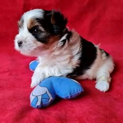 Maltipoo puppies for adoption