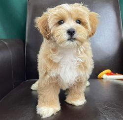 Maltipoo Puppies Available Now