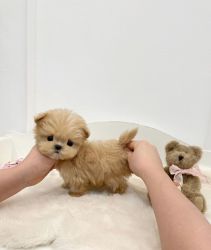 Adorable Maltipoo Puppies