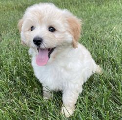 Beautiful Maltipoo Puppies available