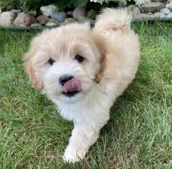 Maltipoo Puppies Rehoming