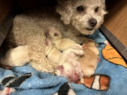 Maltipoo Puppies Ready on Easter