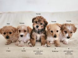 Gorgeous Maltipoo Puppies