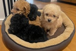 Potty trained Maltipoo Puppies