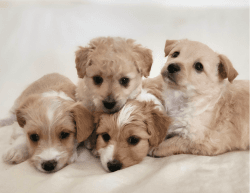 Adorable Maltipoo Puppies Looking For Forever Home