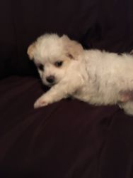 Toy Size Male Maltipoo Puppy