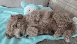 Tiny Maltipoo Pups in Time for Mother's Day