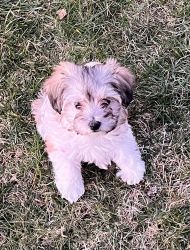 Maltipoo- girl- looking for her forever home