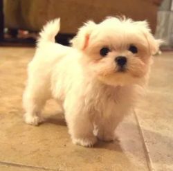 Most Amazing Maltese Puppy