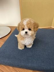 Maltipoo Puppies Available For Rehome Fee.