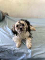 Rehoming 4 month old maltipoo puppy