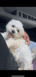 Maltipoo looking for a home