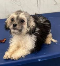 4 month old maltipoo for rehoming