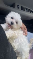 Maltipoo Looking For A Home