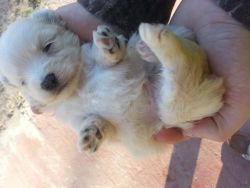 maltipom puppies for sale