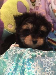 Baxter the Toy MaltiPoo