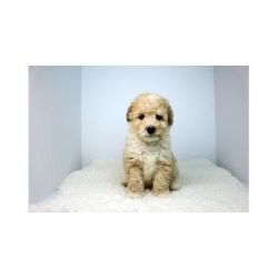 Sunny -Toy Maltipoo for sale