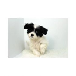 Domino - Toy Maltipoo for sale