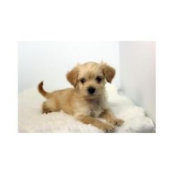 Summer - Toy Maltipoo for sale