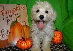 Affectionate Maltipoo Puppies Available