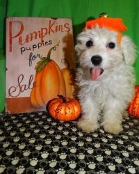 affectionate maltipoo puppies ready for sale