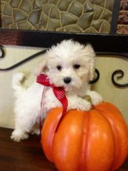 Maltipoo Puppies! Maltese Poodle non shed