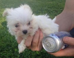 Toy Size Maltese & Malti-poo Puppies Available
