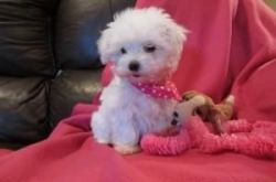 AKC Maltipoo Puppies for Sale