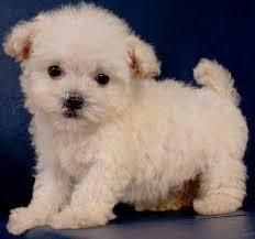 Akc Female And Male Maltipoo Puppies For Sale
