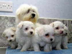 Teacup Maltese Registered White Terriers puppies