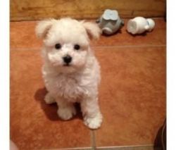 Adorable Tiny Maltese Pup