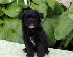 Maltipoo Available