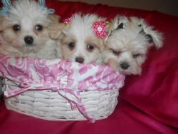 Toy Maltipoo Pups nonshed 9wks