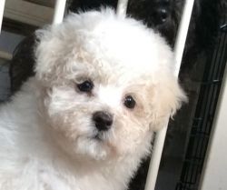 maltipoo puppies for adoption