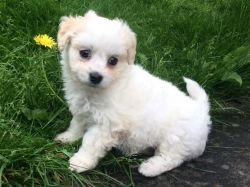 Maltese X Toy Poodle Girl Puppy