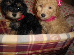Toy Maltipoo Nonshed 9wks old