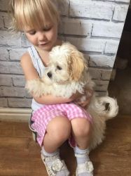 maltipoo puppy for lovely homes