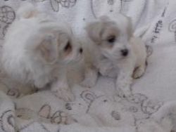 white maltipoo puppies for adorable homes
