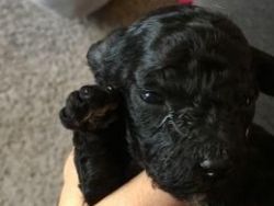 black gorgeous maltipoo puppy