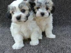 male and female maltipoo puppies