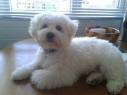 white maltipoo ready to meat a new home