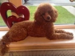 Rare Red Toy Poodle maltipoo