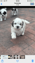 maltipoo puppies for cute and lovely homes
