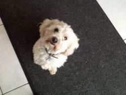 lovely maltipoo puppy for adorable home
