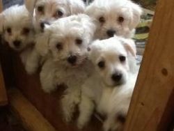 maltipoo puppies available now